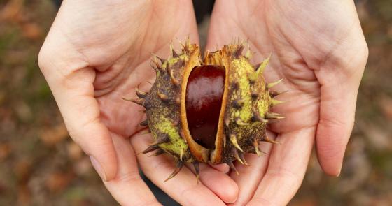 Mani che tengono un riccio di castagna aperto, simbolo d'autunno.