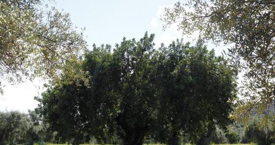 Ulivo maestoso su un prato verde, sole splendente, pace e serenità.