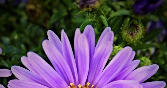 Fiore viola vibrante con centro giallo, simbolo di bellezza e vitalità.