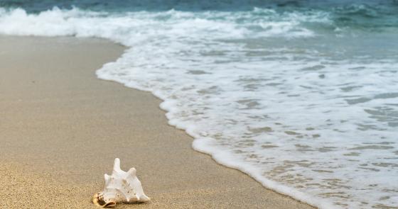 Conchiglia solitaria sulla spiaggia, onde delicate accarezzano la sabbia.