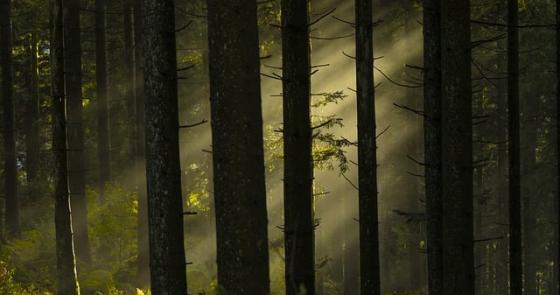 Raggi di sole filtrano tra gli alberi, creando un'atmosfera magica e serena.