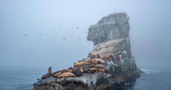 Leoni marini riposano su una roccia avvolta dalla nebbia, circondati da gabbiani.