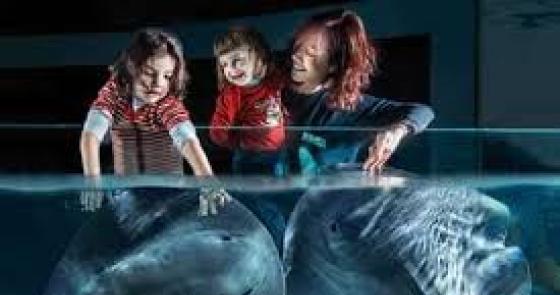 Bambini e adulto toccano beluga, sorrisi e meraviglia.