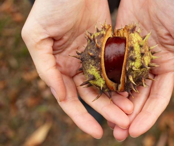 ​Castagne a Marrodi: sapori d’autunno tra tradizione e natura