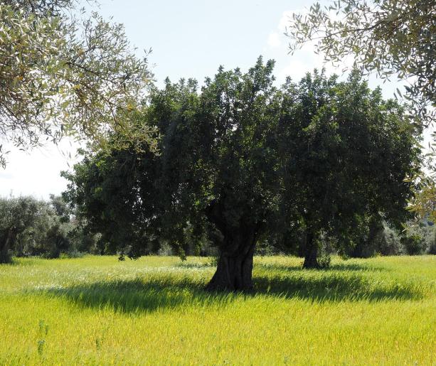 Il Parco degli Olivetani: verde, storia e silenzio nel cuore di Riccione Paese