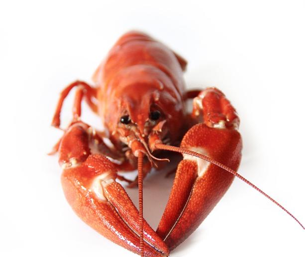 Ristorante Gambero Rosso: Tradizione e Qualità sul Molo di Riccione