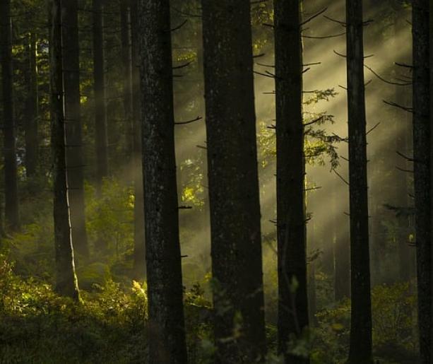 Twin Peaks: Northwest Passage
