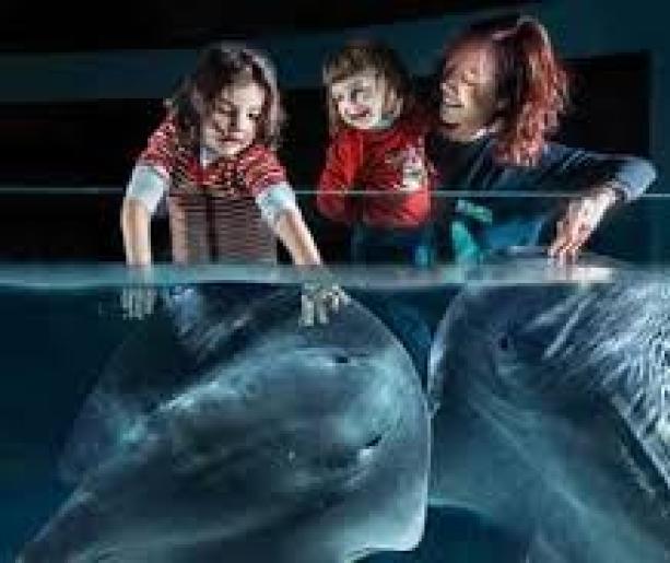 Museo delle Conchiglie e della Marineria: Un Viaggio nella Tradizione Marinara di Rimini
