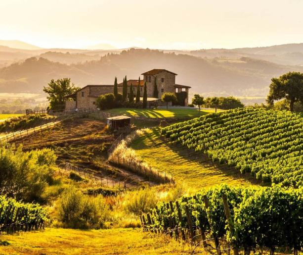 THE BEST WINERIES OF ROMAGNA